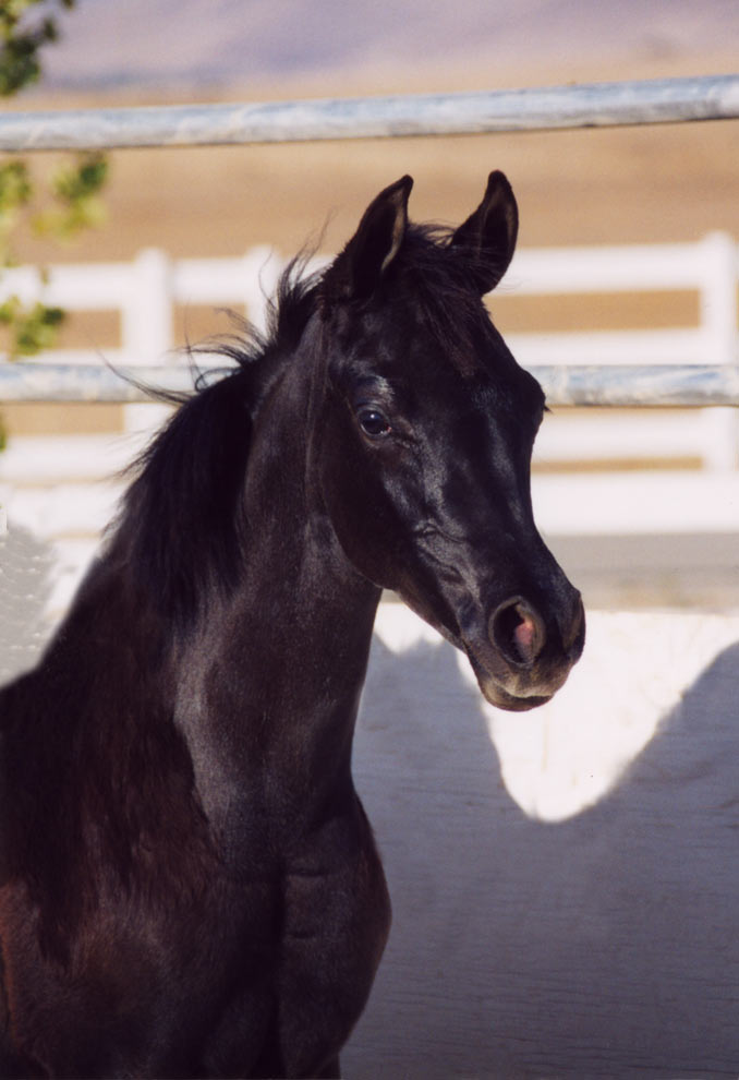 Black Arabian Filly by pfc Trevallo, Black Arabian Stallion