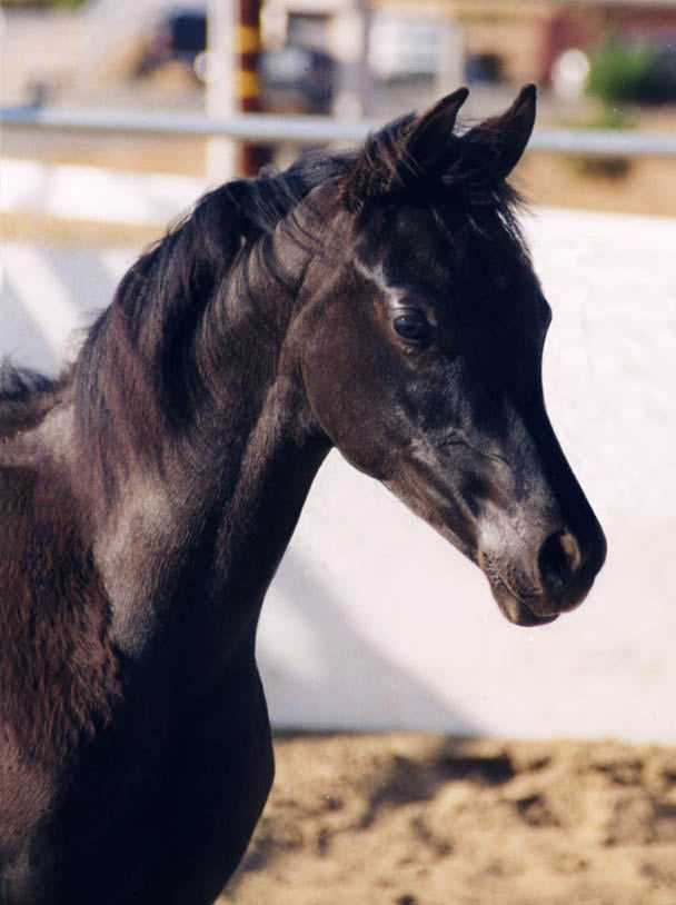 Black Arabian Filly by pfc Trevallo, Black Arabian Stallion