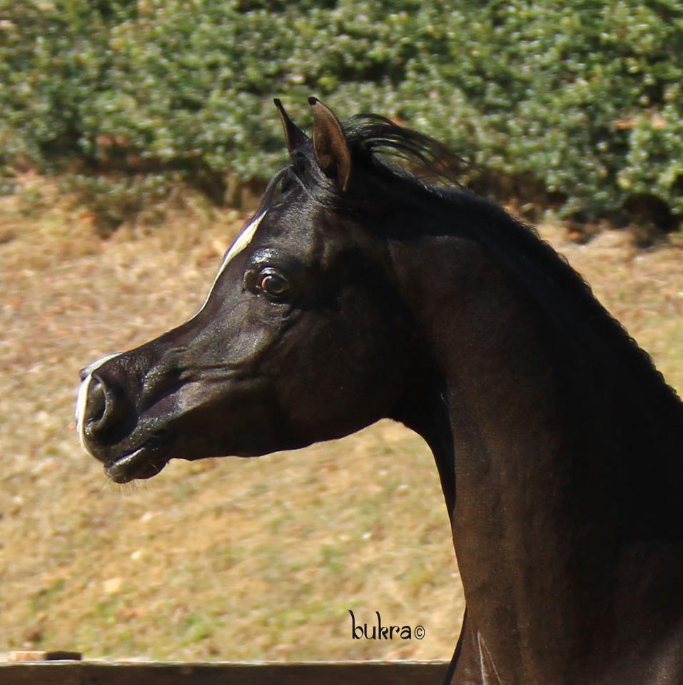 Black Arabian