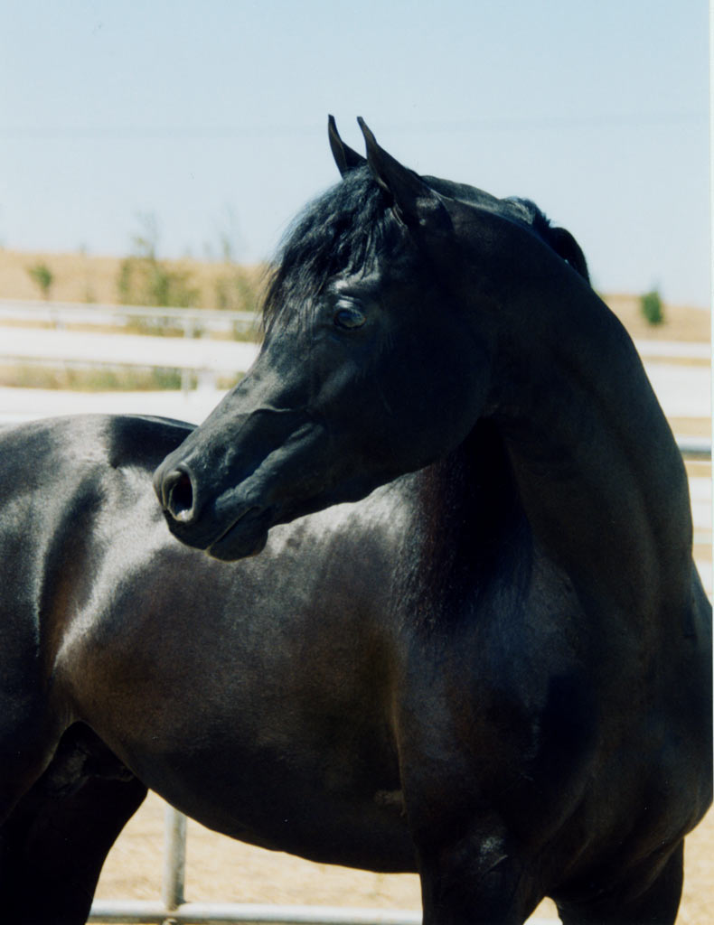 Black Arabian Stallion, pfc Trevallon