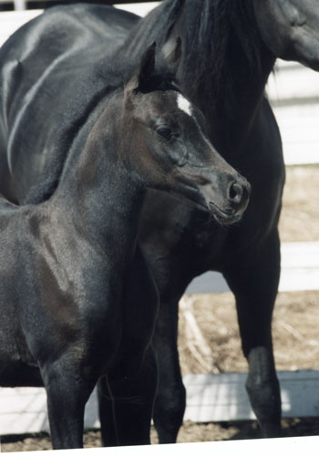 Black Arabian Horses of Birch Park