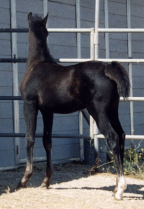 Black Arabian Horses of Birch Park