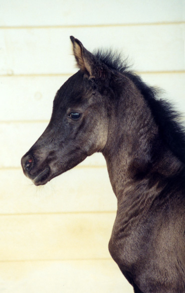 Black Arabian Horse